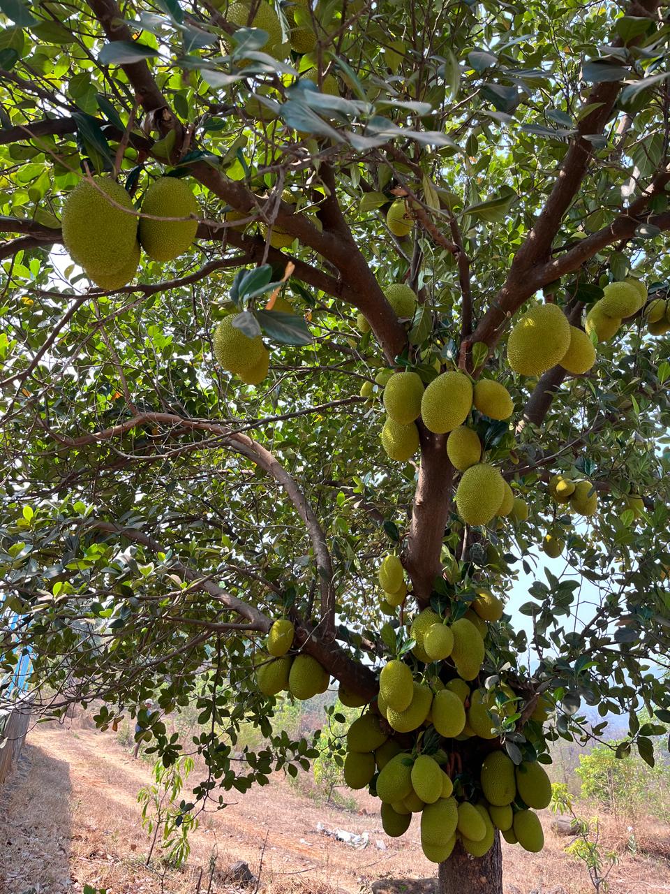 Jackfruit